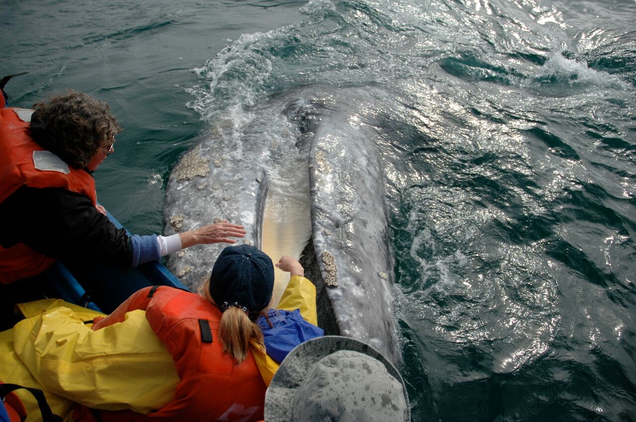 Grey whale tours gallery image